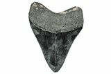 Fossil Megalodon Tooth - South Carolina #327561-1